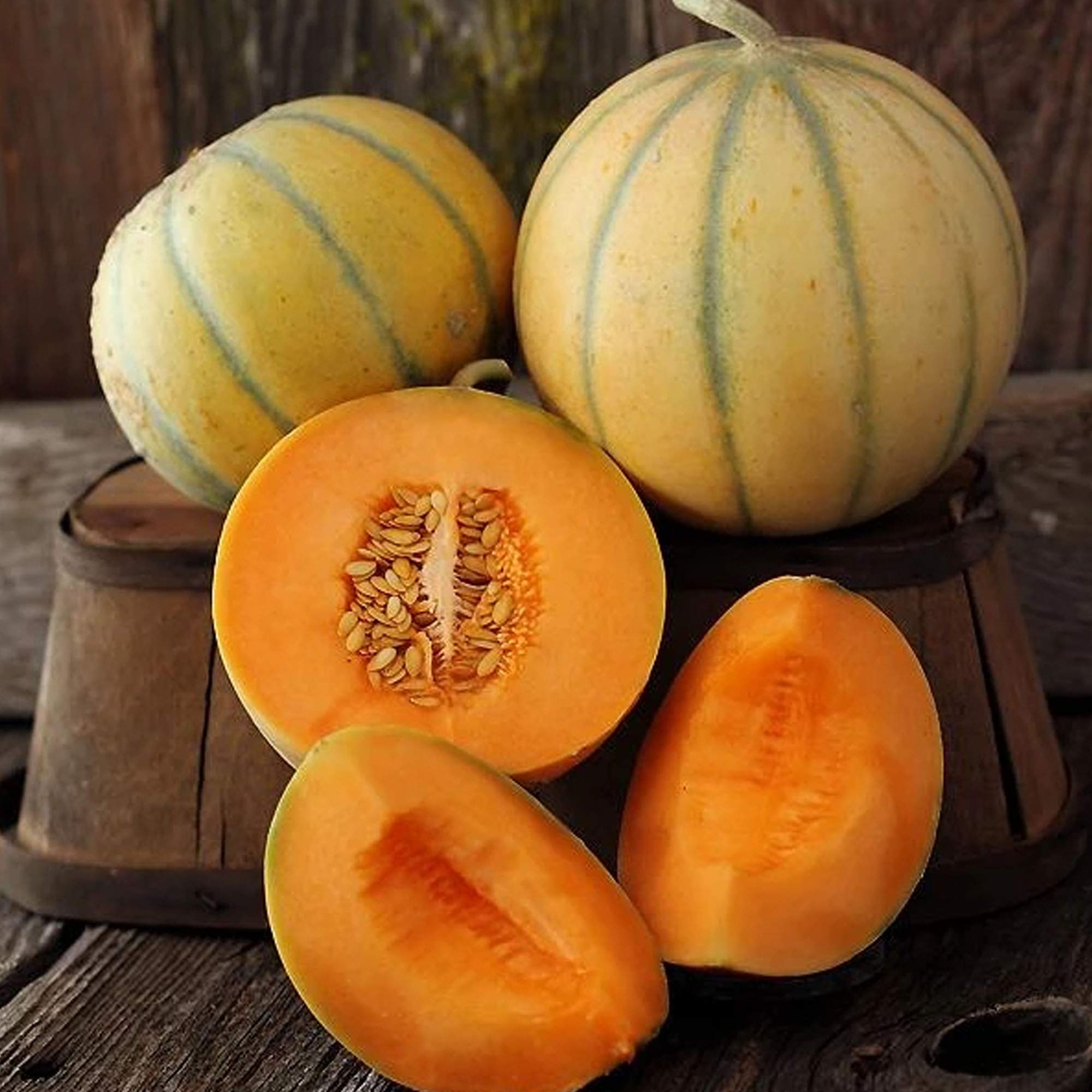 Charentais melon plant grown from seeds with round, aromatic orange-fleshed fruits